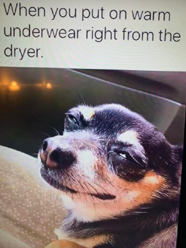 Dog Is Shown In A Photo a dog is shown in a photo on a screen